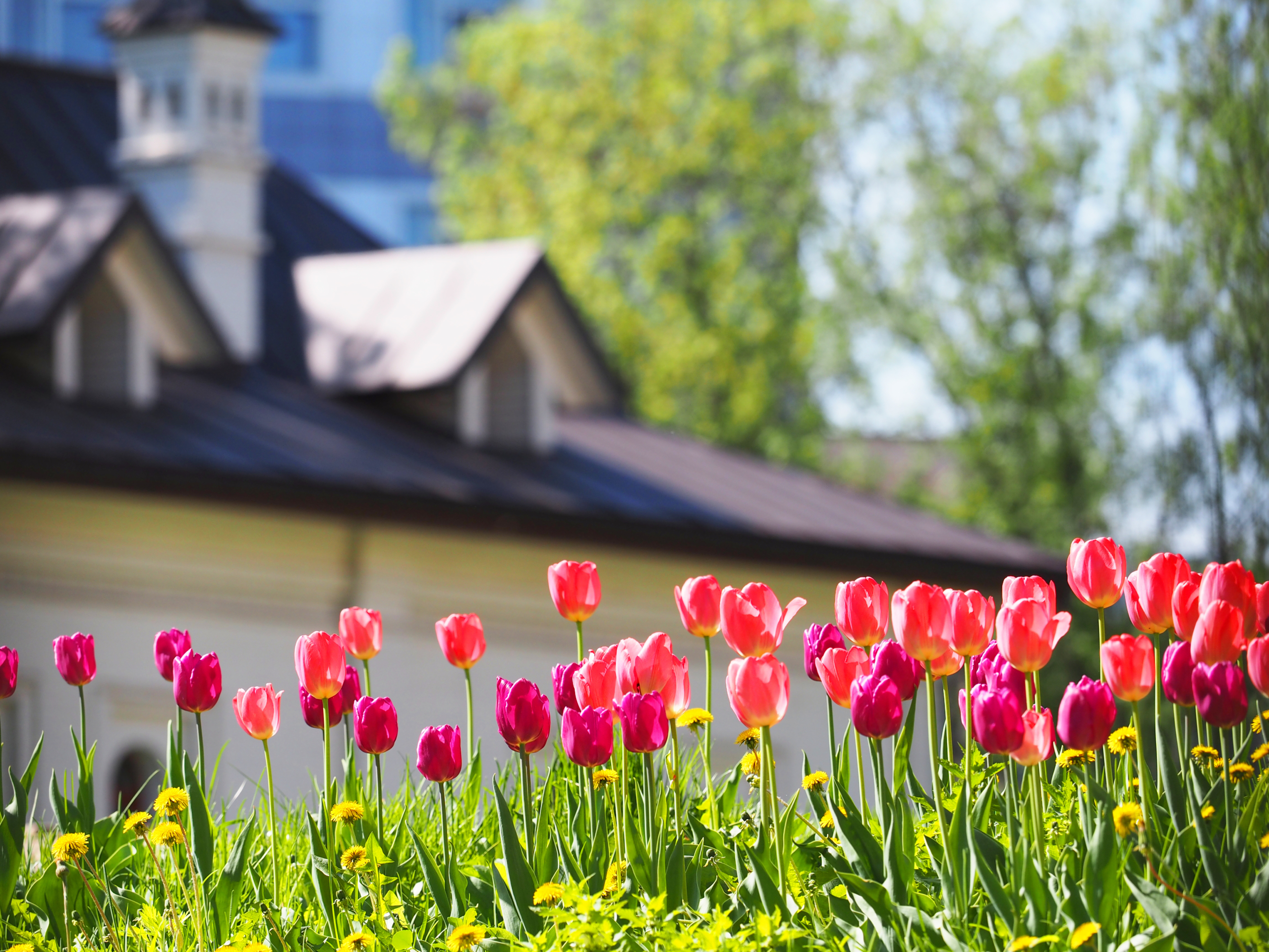 A flower bed with pink and purple tulips in the rays of sunlight against the backdrop of a beautiful white house with a sloping roof.